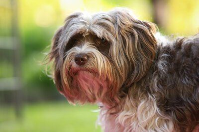 Havaneser Welpen mit Papieren