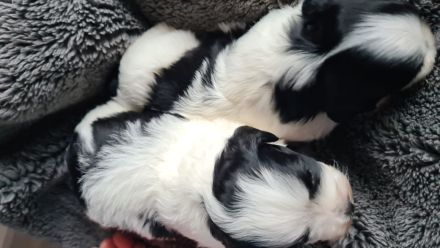 Havaneser Welpen mit Papieren