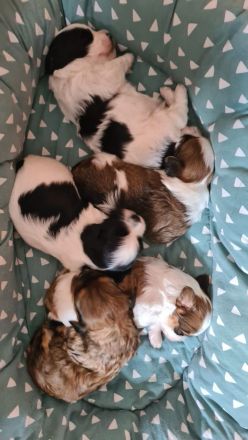 Havaneser Welpen mit Papieren