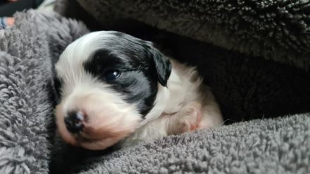 Havaneser Welpen mit Papieren