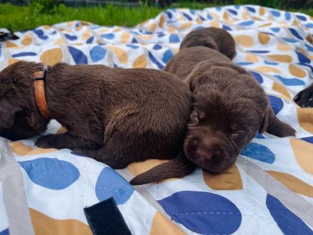Labrador Welpen