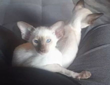 Supersüße Point-OKH´s mit Stammbäumen