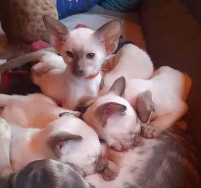 Supersüße Point-OKH´s mit Stammbäumen