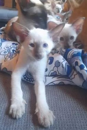 Supersüße Point-OKH´s mit Stammbäumen