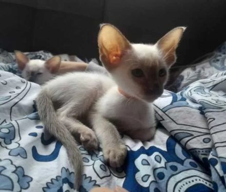 Supersüße Point-OKH´s mit Stammbäumen