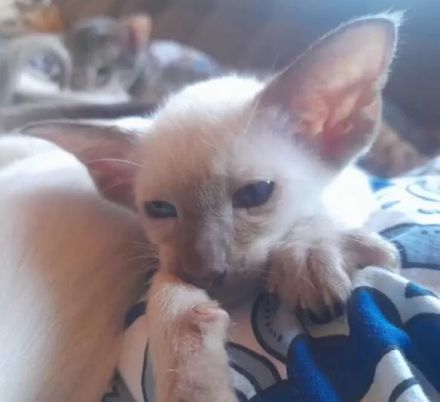 Supersüße Point-OKH´s mit Stammbäumen