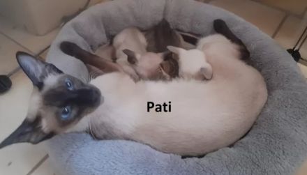 Supersüße Point-OKH´s mit Stammbäumen