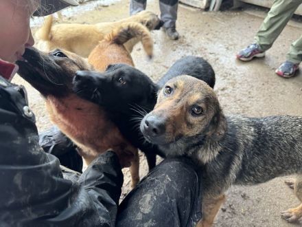 MARCO  ca.2-jähriger, freundlicher, sanfter Rüde, ca. 46 cm, sehr aufgeschlossener Rüde