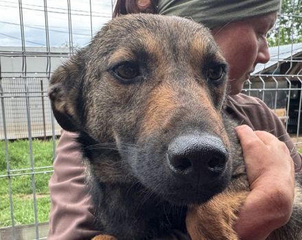 MARCO  ca.2-jähriger, freundlicher, sanfter Rüde, ca. 46 cm, sehr aufgeschlossener Rüde