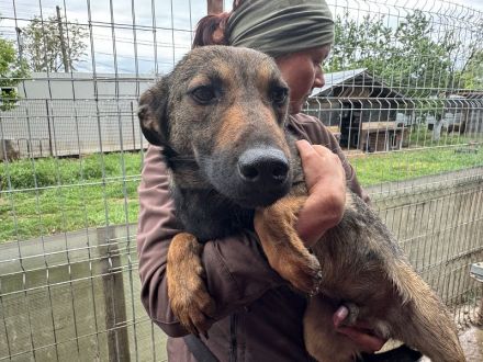 MARCO  ca.2-jähriger, freundlicher, sanfter Rüde, ca. 46 cm, sehr aufgeschlossener Rüde