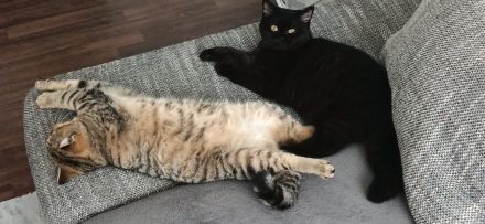 BKH Katzen ab zugeben/nicht Sterilisiert