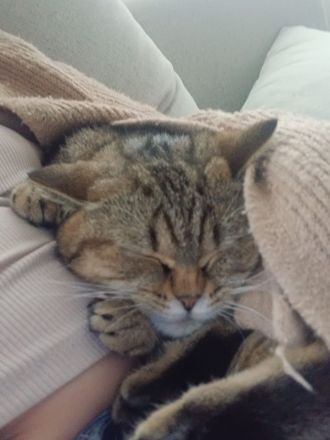 BKH Katzen ab zugeben/nicht Sterilisiert