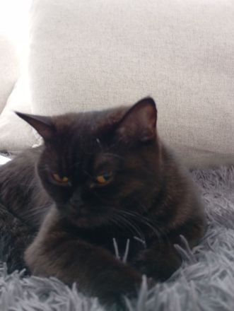 BKH Katzen ab zugeben/nicht Sterilisiert