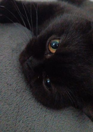 BKH Katzen ab zugeben/nicht Sterilisiert