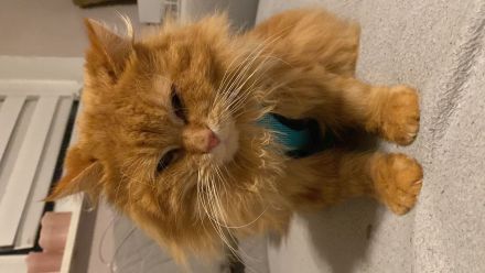 Maine Coon Mix Kater sucht dringend ein neues Zuhause ❤️