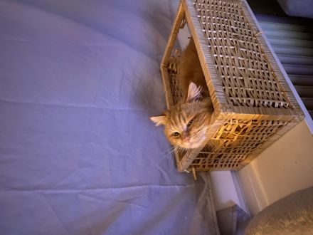 Maine Coon Mix Kater sucht dringend ein neues Zuhause ❤️