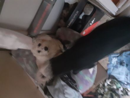 Mischling Welpen suchen dringend zuhause