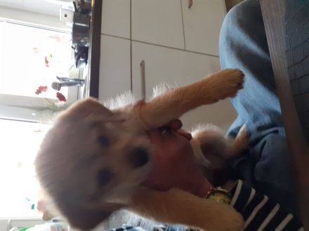 Mischling Welpen suchen dringend zuhause