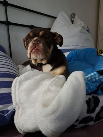 New english Bulldog