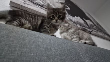 2 Wunderschöne Kitten (männlich) BKH/BLH