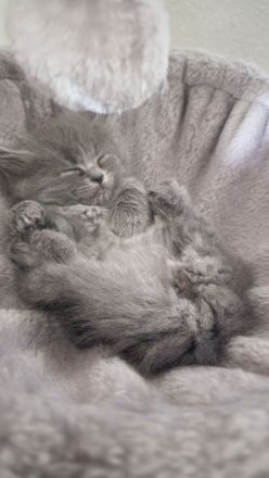 2 Wunderschöne Kitten (männlich) BKH/BLH