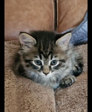 2 Wunderschöne Kitten (männlich) BKH/BLH