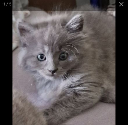 2 Wunderschöne Kitten (männlich) BKH/BLH