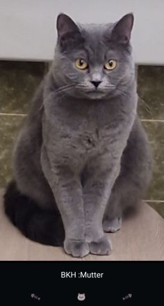 2 Wunderschöne Kitten (männlich) BKH/BLH