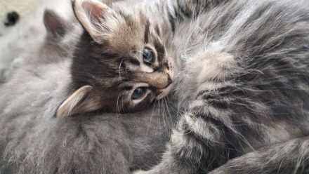 2 Wunderschöne Kitten (männlich) BKH/BLH