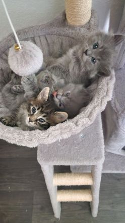 2 Wunderschöne Kitten (männlich) BKH/BLH