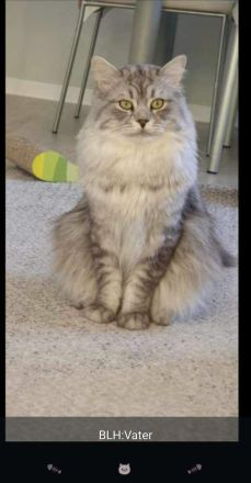 2 Wunderschöne Kitten (männlich) BKH/BLH