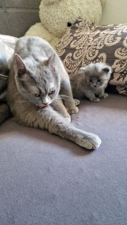 2 Wunderschöne Kitten (männlich) BKH/BLH