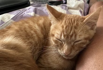 Süße katzenbabys zu verkaufen