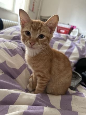 Süße katzenbabys zu verkaufen