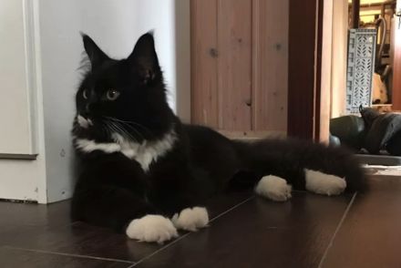 Deckkater Sir Henry ist bereit für "Ihren" Besuch