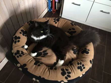 Deckkater Sir Henry ist bereit für "Ihren" Besuch