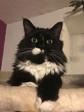 Deckkater Sir Henry ist bereit für "Ihren" Besuch