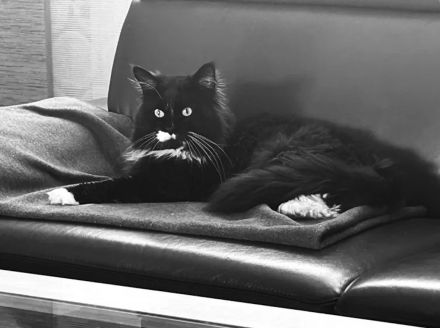 Deckkater Sir Henry ist bereit für "Ihren" Besuch