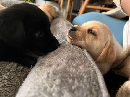 Reinrassige Labrador-Retriever-Welpen