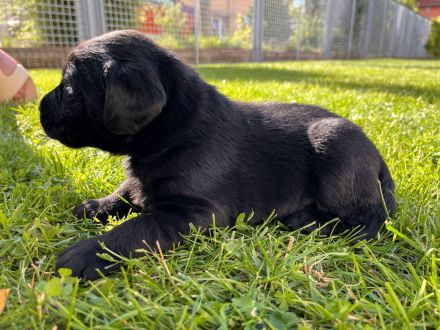 Reinrassige Labrador-Retriever-Welpen