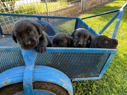 Reinrassige Labrador-Retriever-Welpen