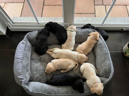 Reinrassige Labrador-Retriever-Welpen