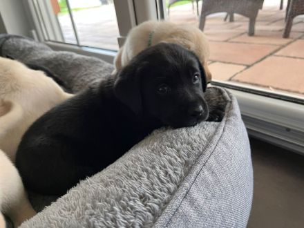 Reinrassige Labrador-Retriever-Welpen