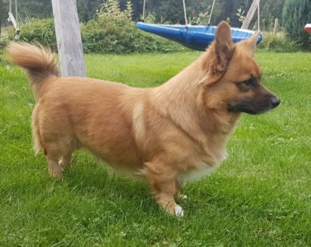 Corgi-Mix Benson sucht ein ruhiges Zuhause