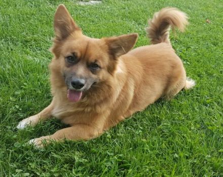 Corgi-Mix Benson sucht ein ruhiges Zuhause