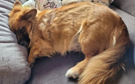 Corgi-Mix Benson sucht ein ruhiges Zuhause