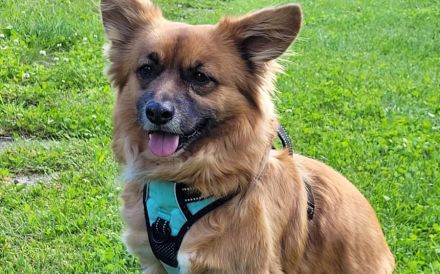 Corgi-Mix Benson sucht ein ruhiges Zuhause