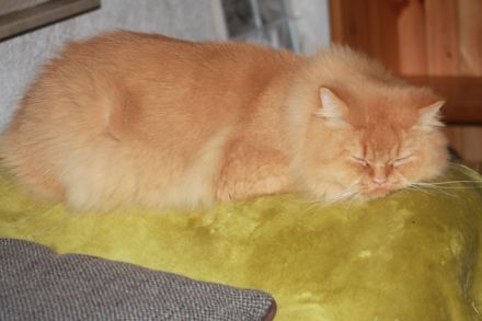 Liebe Bkh Kätzchen und 1süßer Mix in liebes Zuhause zu verkaufen.Guter Platz steht an erster Stelle.