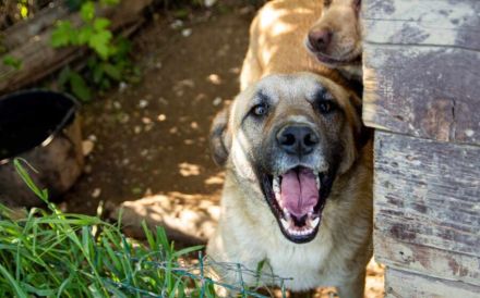 Freundlicher und lebensfroher Abruzzo sucht ein neues Zuhause