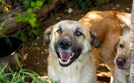 Freundlicher und lebensfroher Abruzzo sucht ein neues Zuhause